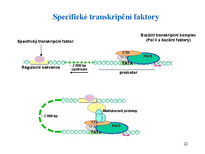 Specifické transkripční faktory Bazální transkripční komplex (Pol II a bazální faktory) Specifický transkripční faktor