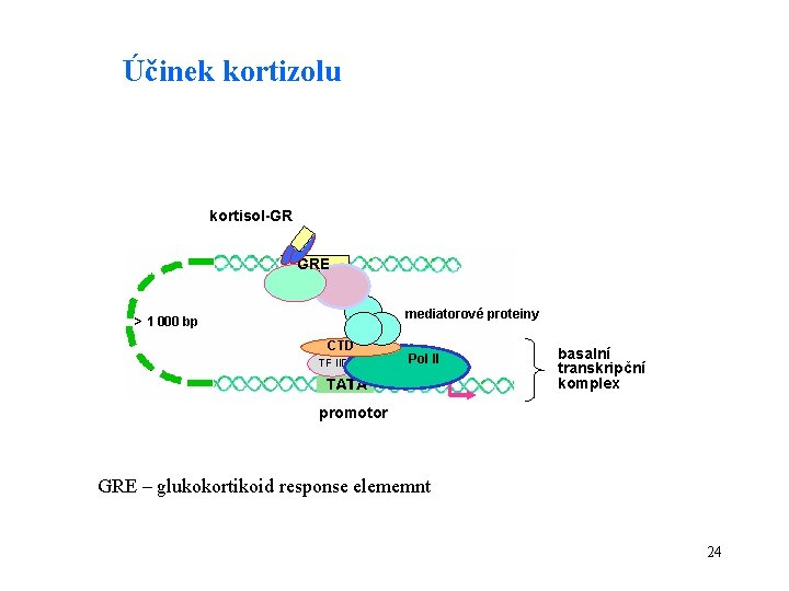 Účinek kortizolu kortisol-GR GRE mediatorové proteiny > 1 000 bp CTD TF IID Pol