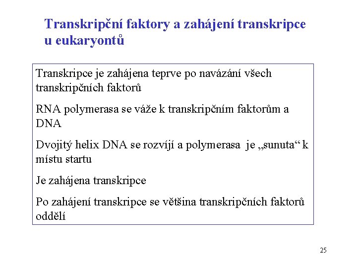 Transkripční faktory a zahájení transkripce u eukaryontů Transkripce je zahájena teprve po navázání všech