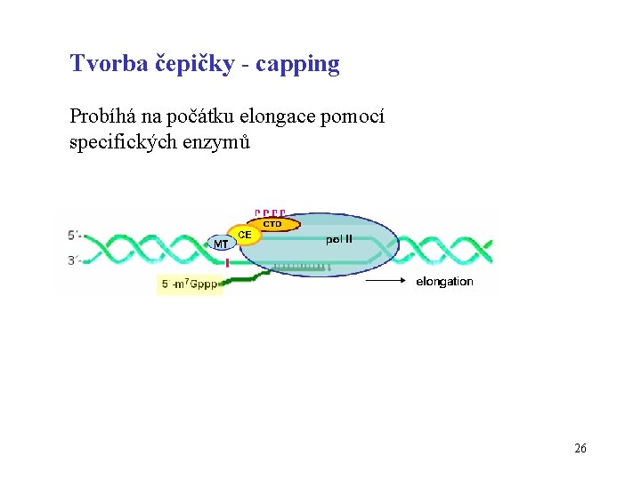 Tvorba čepičky - capping Probíhá na počátku elongace pomocí specifických enzymů 26 