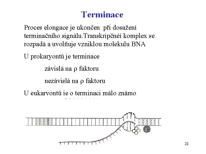 Terminace Proces elongace je ukončen při dosažení terminačního signálu. Transkripčnéí komplex se rozpadá a