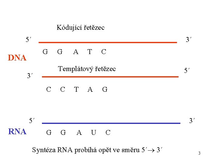 Kódující řetězec 5´ 3´ G DNA G A T C Templátový řetězec 3´ C