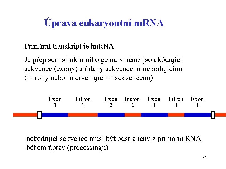 Úprava eukaryontní m. RNA Primární transkript je hn. RNA Je přepisem strukturního genu, v