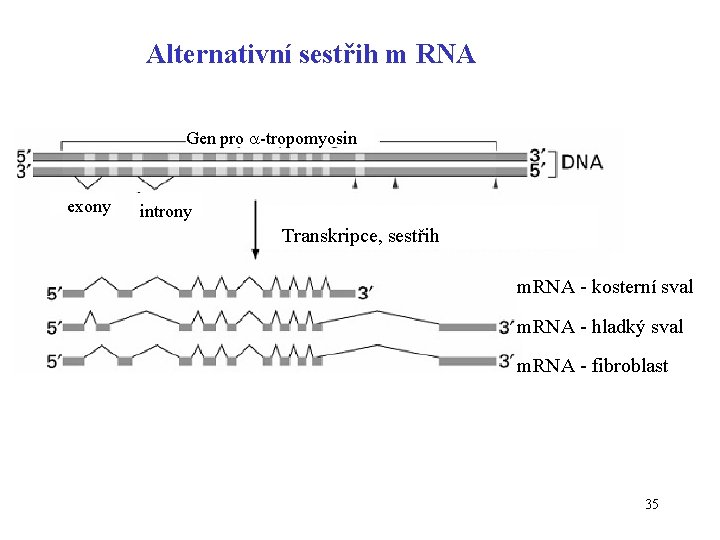 Alternativní sestřih m RNA Gen pro -tropomyosin exony introny Transkripce, sestřih m. RNA -