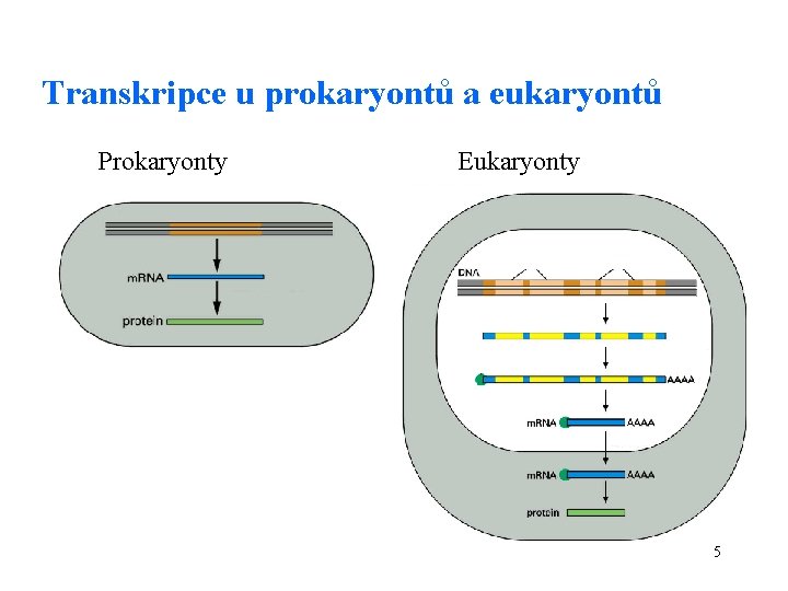 Transkripce u prokaryontů a eukaryontů Prokaryonty Eukaryonty 5 