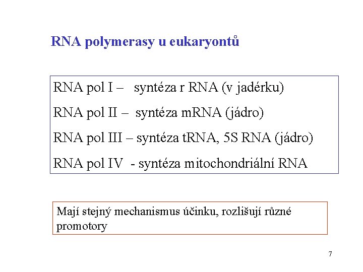 RNA polymerasy u eukaryontů RNA pol I – syntéza r RNA (v jadérku) RNA