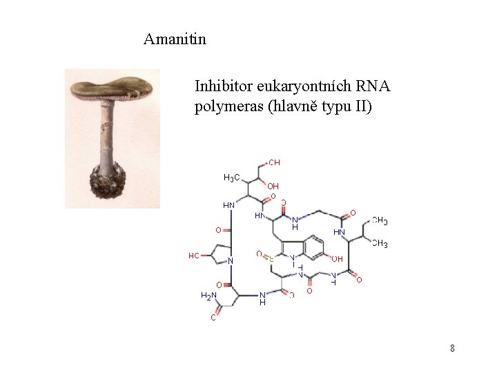 Amanitin Inhibitor eukaryontních RNA polymeras (hlavně typu II) 8 