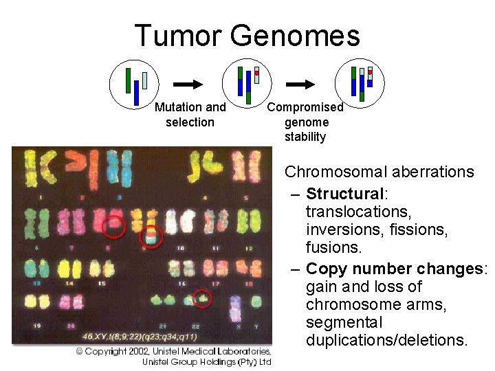 Tumor Genomes Mutation and selection Compromised genome stability • Chromosomal aberrations – Structural: translocations,