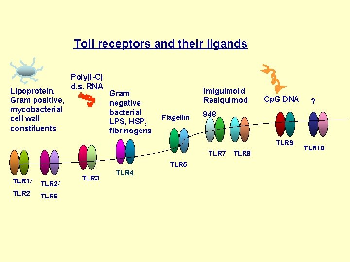 Toll receptors and their ligands Lipoprotein, Gram positive, mycobacterial cell wall constituents Poly(I-C) d.