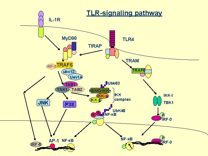 TLR-signaling pathway IL-1 R My. D 88 TLR 4 TIRAP TRAM IRF-5 TRAF 6