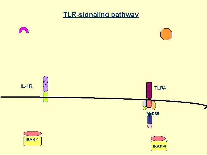 TLR-signaling pathway IL-1 R TLR 4 My. D 88 IRAK-1 IRAK-4 