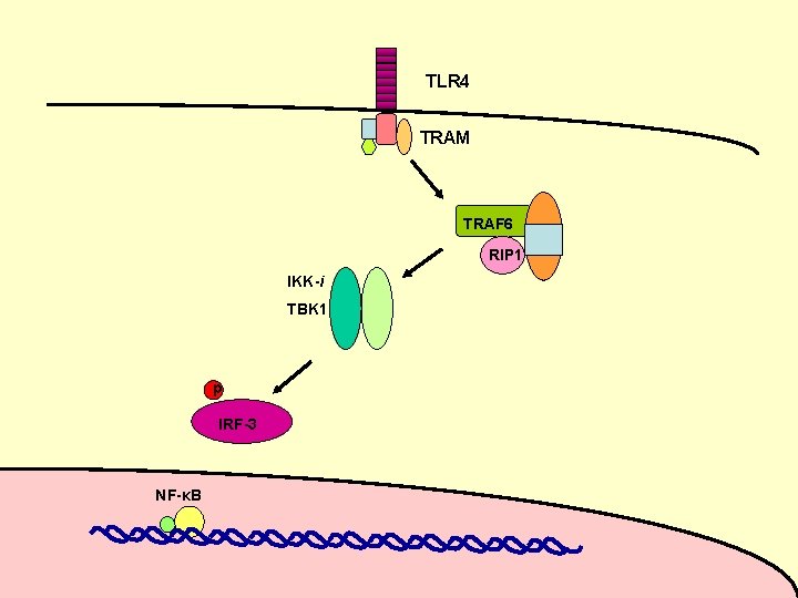 TLR 4 TRAM TRAF 6 RIP 1 IKK-i TBK 1 p IRF-3 NF-κB 