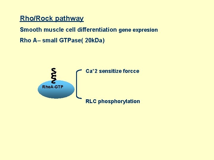 Rho/Rock pathway Smooth muscle cell differentiation gene expresion Rho A– small GTPase( 20 k.