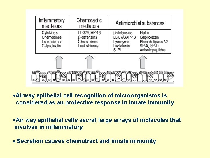 ·Airway epithelial cell recognition of microorganisms is considered as an protective response in innate