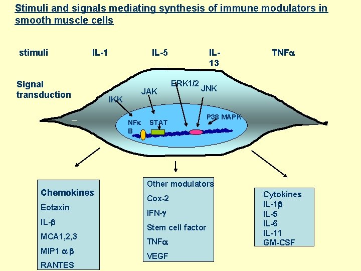 Stimuli and signals mediating synthesis of immune modulators in smooth muscle cells stimuli IL-1