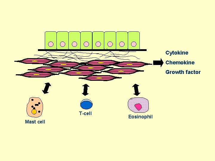 Cytokine Chemokine Growth factor T-cell Mast cell Eosinophil 