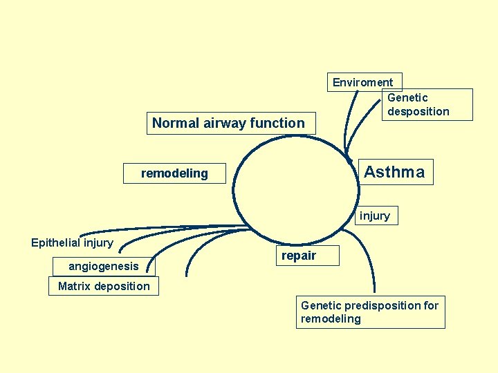 Normal airway function Enviroment Genetic desposition Asthma remodeling injury Epithelial injury angiogenesis repair Matrix