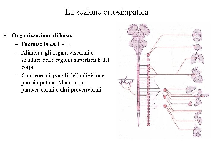 La sezione ortosimpatica • Organizzazione di base: – Fuoriuscita da T 1 -L 2