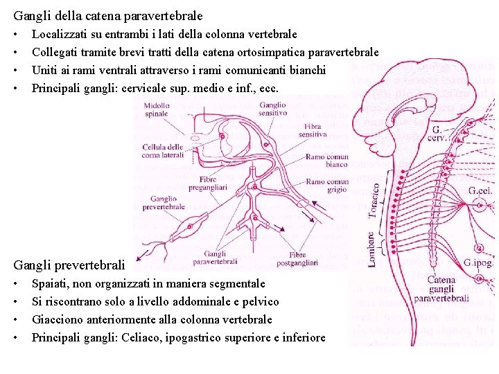 Gangli della catena paravertebrale • • Localizzati su entrambi i lati della colonna vertebrale