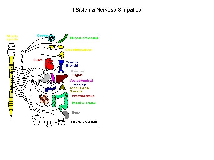 Il Sistema Nervoso Simpatico 