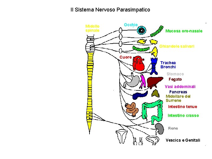 Il Sistema Nervoso Parasimpatico 