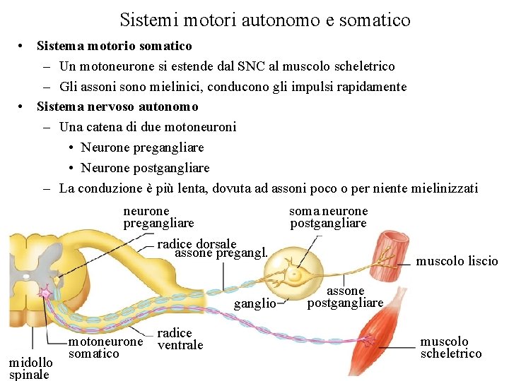 Sistemi motori autonomo e somatico • Sistema motorio somatico – Un motoneurone si estende
