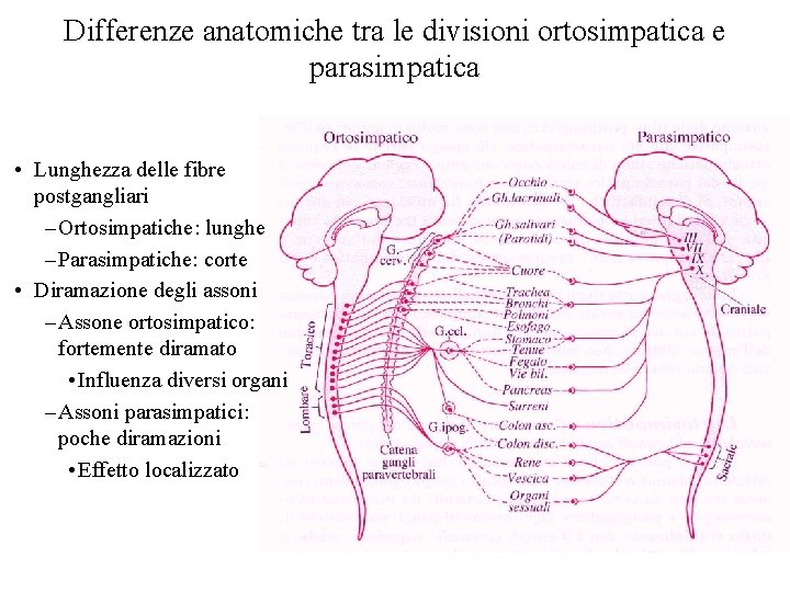 Differenze anatomiche tra le divisioni ortosimpatica e parasimpatica • Lunghezza delle fibre postgangliari –