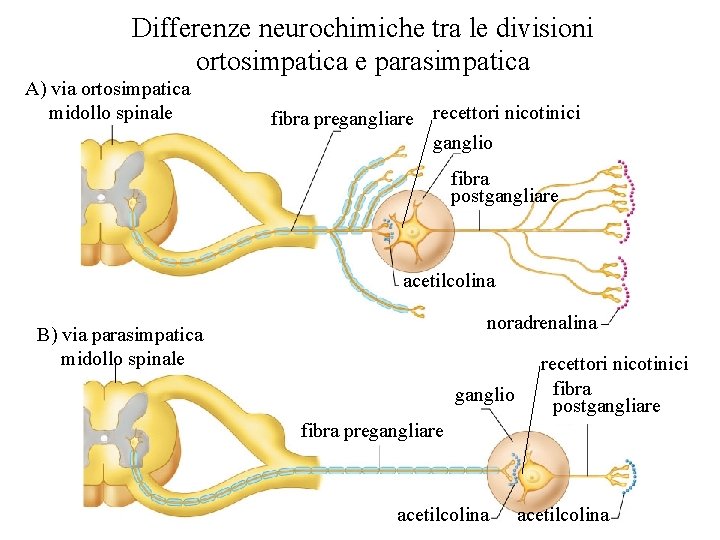 Differenze neurochimiche tra le divisioni ortosimpatica e parasimpatica A) via ortosimpatica midollo spinale fibra