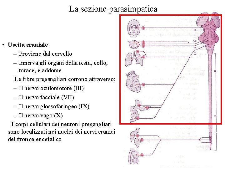 La sezione parasimpatica • Uscita craniale – Proviene dal cervello – Innerva gli organi