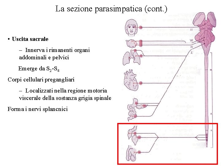 La sezione parasimpatica (cont. ) • Uscita sacrale – Innerva i rimanenti organi addominali