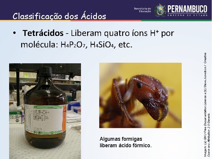 Classificação dos Ácidos Algumas formigas liberam ácido fórmico. Imagem: (a) GNU Free Documentation License