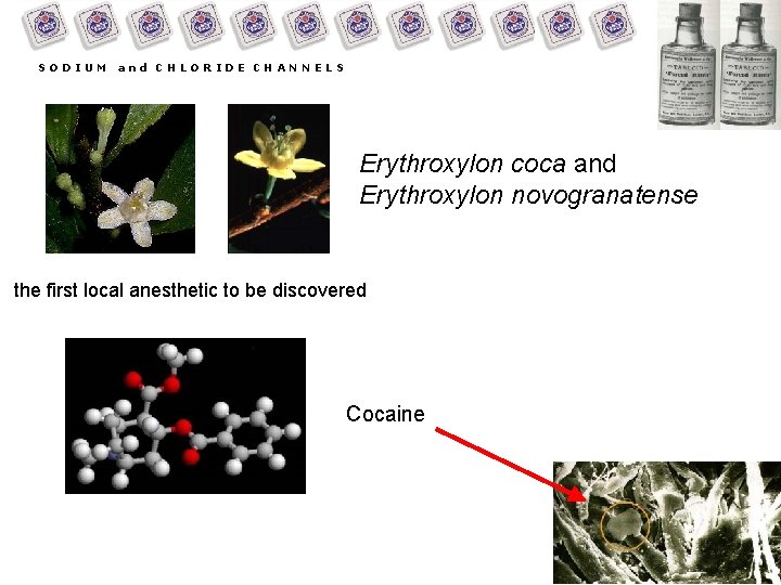 SODIUM and CHLORIDE CHANNELS Erythroxylon coca and Erythroxylon novogranatense the first local anesthetic to