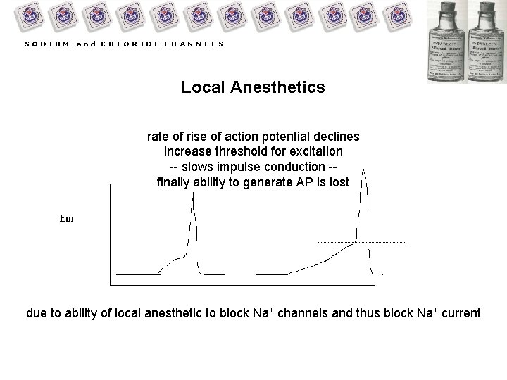 SODIUM and CHLORIDE CHANNELS Local Anesthetics rate of rise of action potential declines increase
