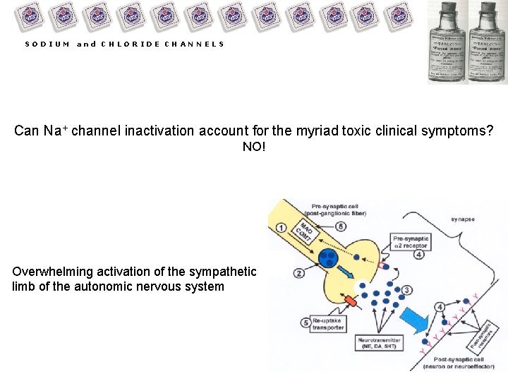 SODIUM and CHLORIDE CHANNELS Can Na+ channel inactivation account for the myriad toxic clinical