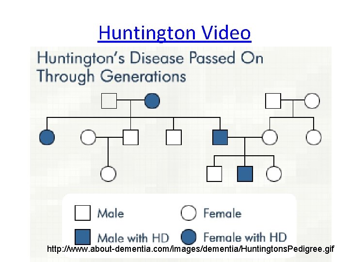 Huntington Video http: //www. about-dementia. com/images/dementia/Huntingtons. Pedigree. gif 