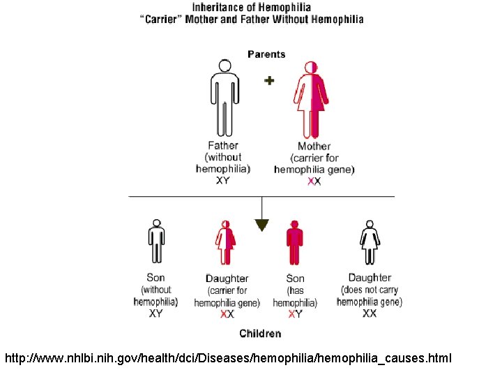 http: //www. nhlbi. nih. gov/health/dci/Diseases/hemophilia_causes. html 