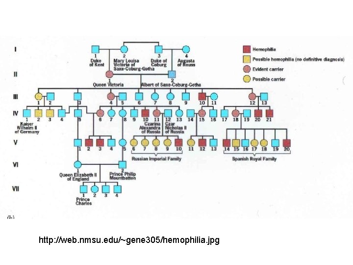 http: //web. nmsu. edu/~gene 305/hemophilia. jpg 