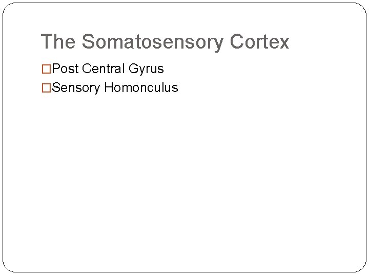 The Somatosensory Cortex �Post Central Gyrus �Sensory Homonculus The Somatosensory Cortex �Post Central Gyrus �Sensory Homonculus