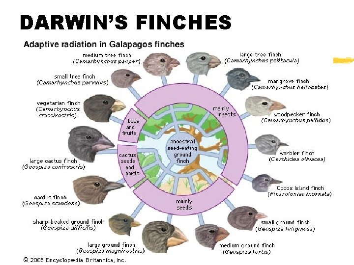 DARWIN’S FINCHES 