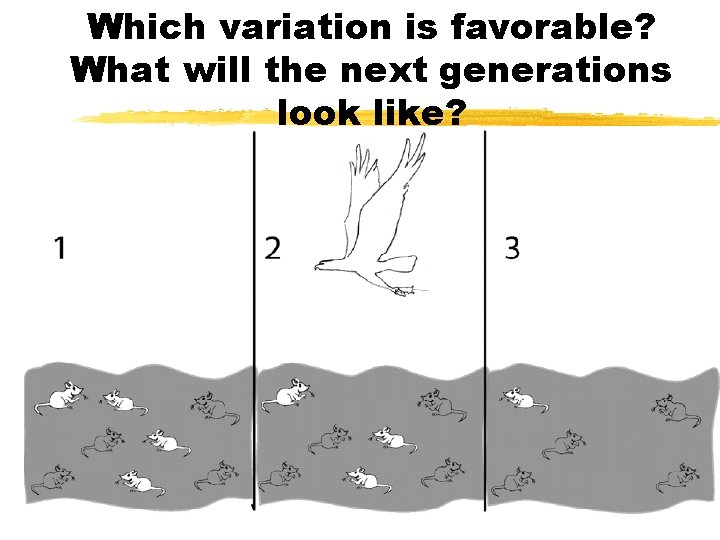 Which variation is favorable? What will the next generations look like? • w 