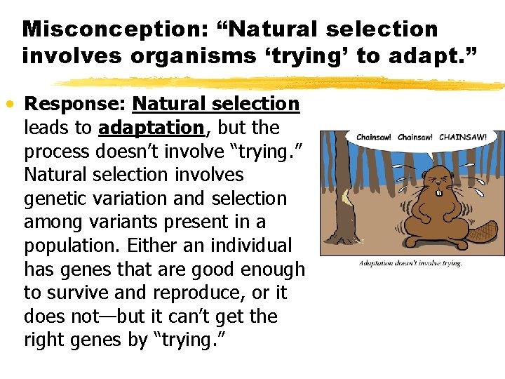 Misconception: “Natural selection involves organisms ‘trying’ to adapt. ” • Response: Natural selection leads