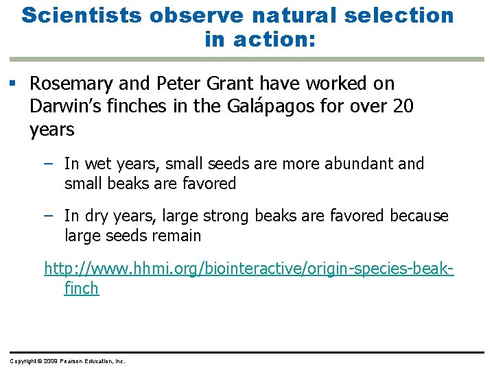 Scientists observe natural selection in action: Rosemary and Peter Grant have worked on Darwin’s