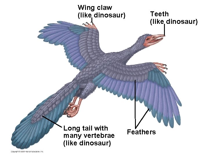 Wing claw (like dinosaur) Long tail with many vertebrae (like dinosaur) Teeth (like dinosaur)