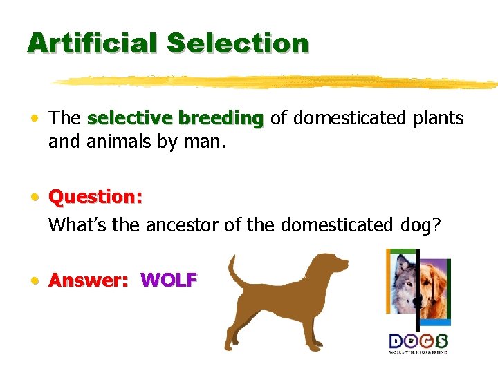 Artificial Selection • The selective breeding of domesticated plants and animals by man. •