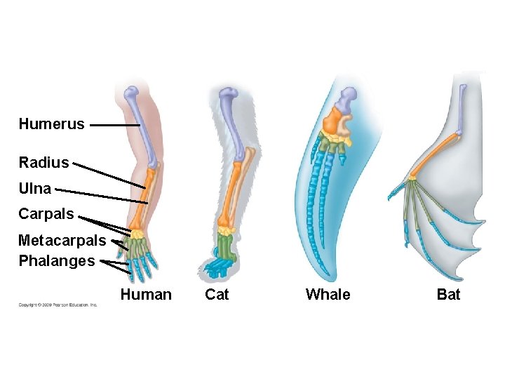 Humerus Radius Ulna Carpals Metacarpals Phalanges Human Cat Whale Bat 