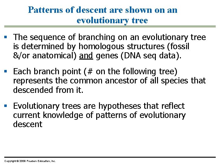 Patterns of descent are shown on an evolutionary tree The sequence of branching on