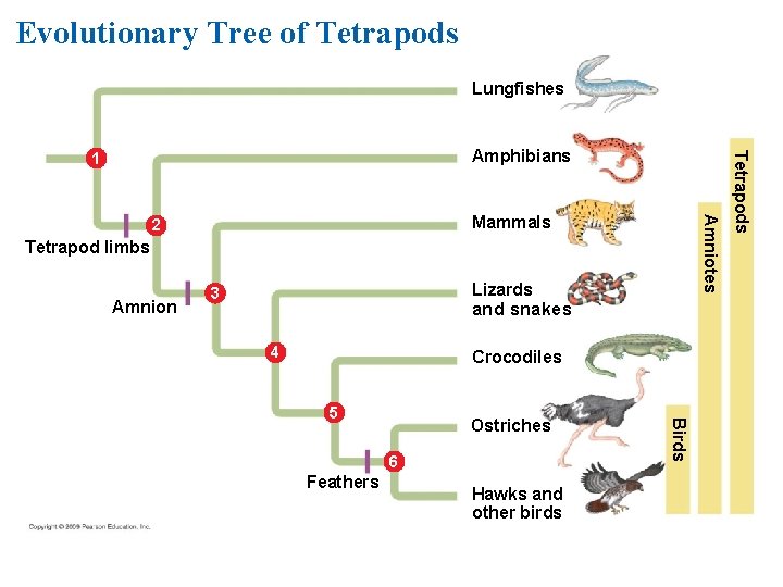 Evolutionary Tree of Tetrapods Lungfishes Amniotes Mammals 2 Tetrapod limbs Amnion Lizards 3 and