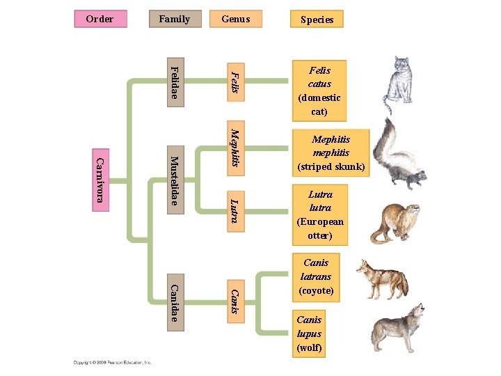 Order Family Genus Species Felidae Felis catus (domestic cat) Mephitis Lutra Mustelidae Carnivora Mephitis
