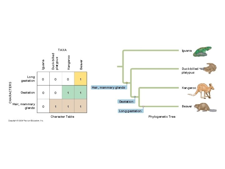 CHARACTERS TAXA Iguana Duck-billed platypus Kangaroo Beaver Long gestation Iguana 0 0 0 1