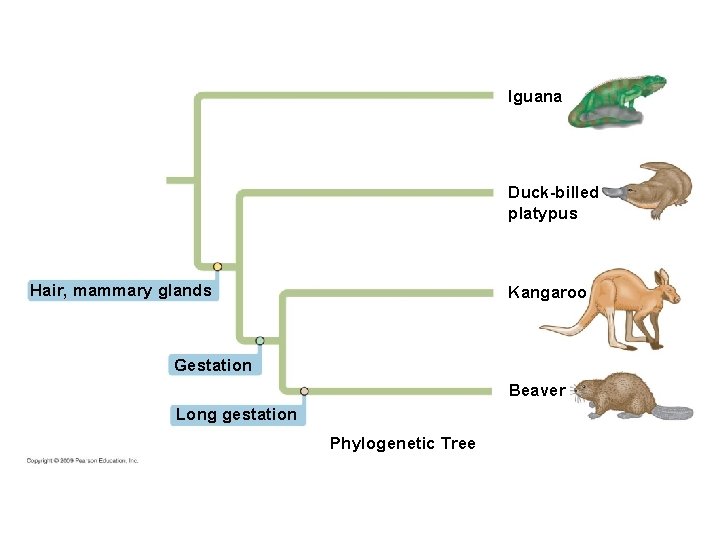 Iguana Duck-billed platypus Hair, mammary glands Kangaroo Gestation Beaver Long gestation Phylogenetic Tree 